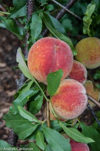 Peaches-2